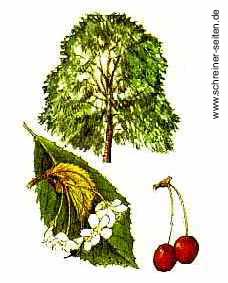 Kirsche Baum