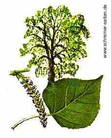 Pappel Baum